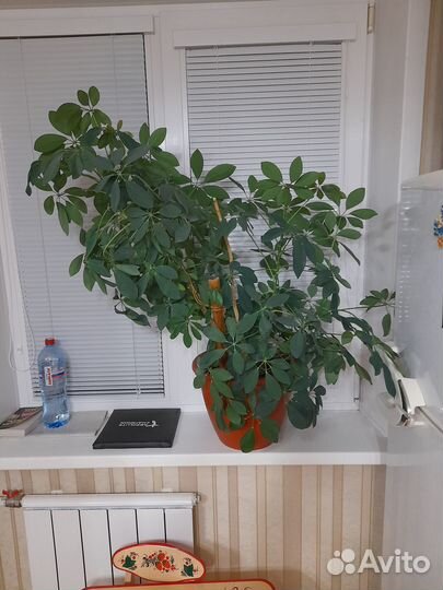 Продам шеффлеру