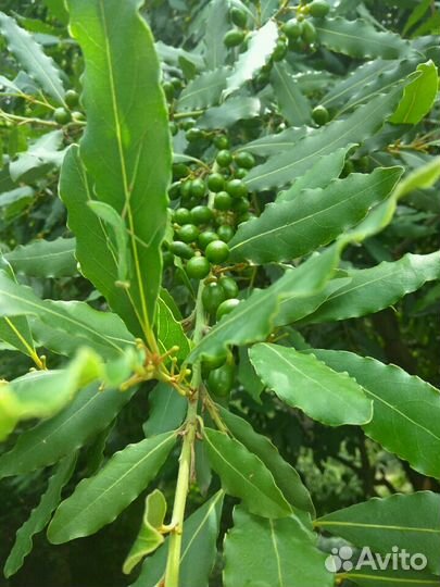 Лавровый лист кустарник