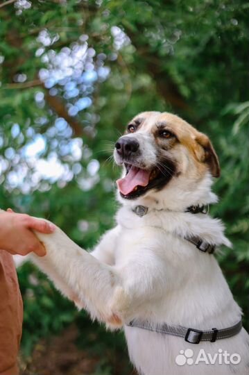 Идеальная собака для семьи