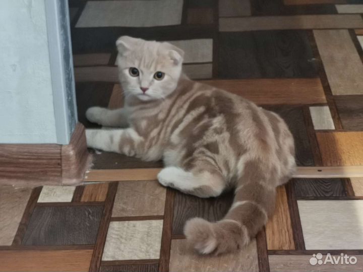 Британский вислоухий котенок