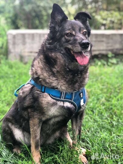 Добрейшая собака 6 лет не выходила из вольера