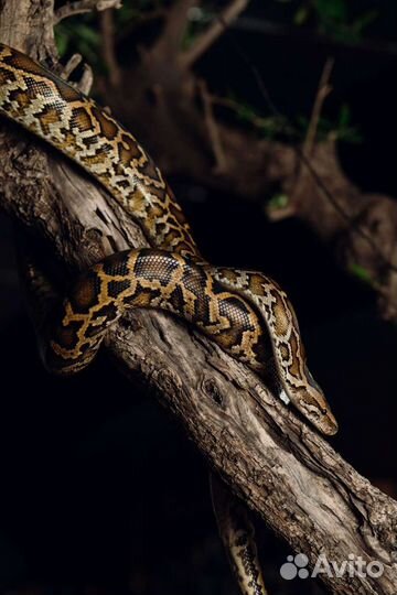 Аренда змей для фото, видео съёмок