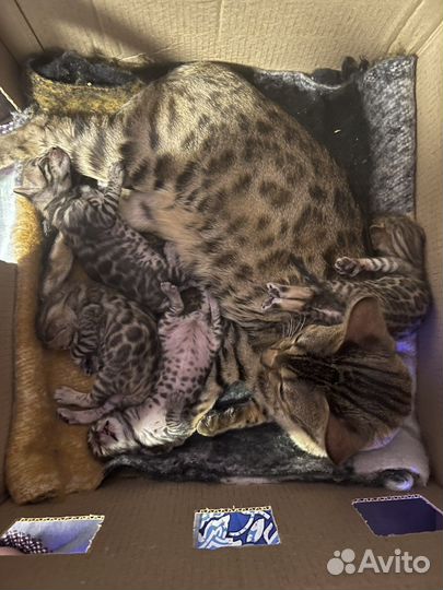 Бенгальские котята