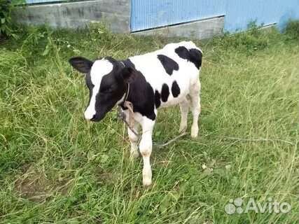 Продается Тёлочка 1 месяц