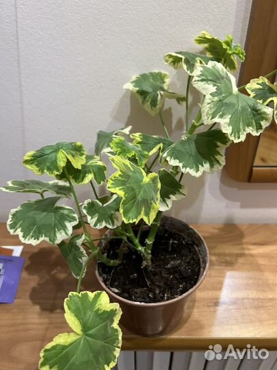 Герань пеларгония