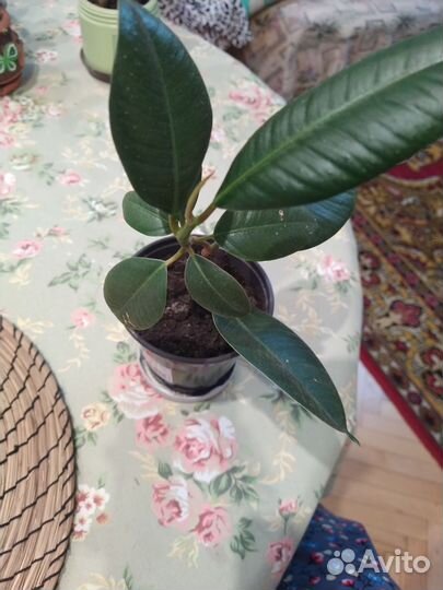Фикус каучуконосный
