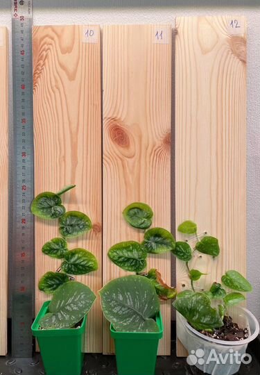 Монстера Дубиа