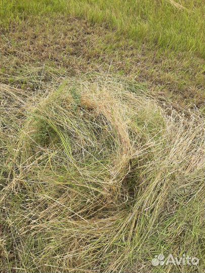 Сено в рулонах(полевое)