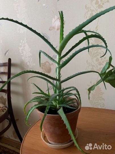 Алоэ (столетник) комнатные цветы