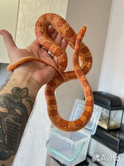 Змея маисовый полоз