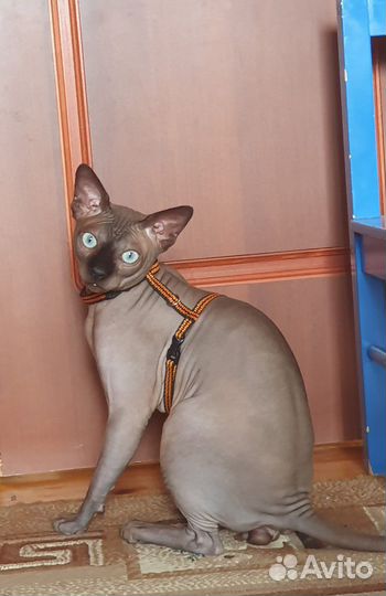 Канадский сфинкс