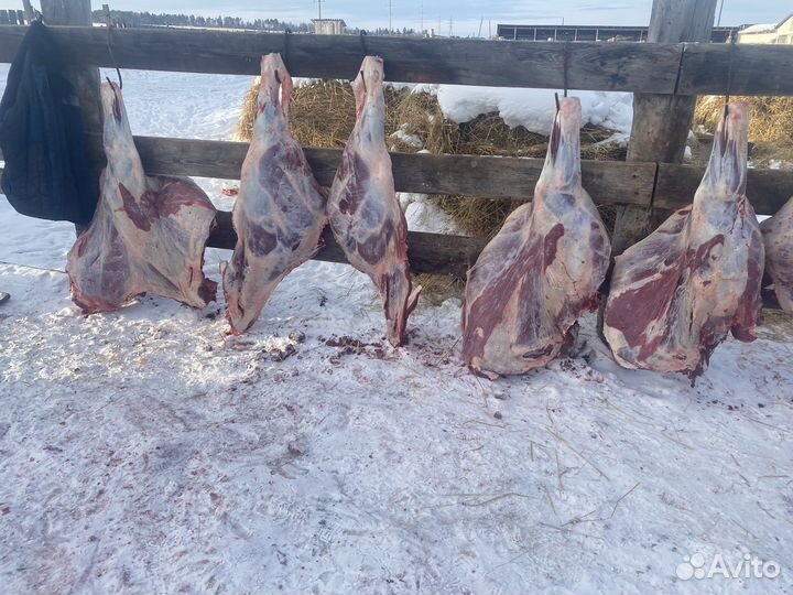 Продам мясо говядина домашняя