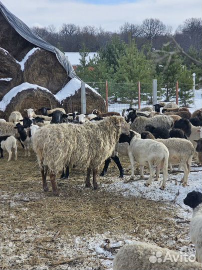 Бараны на племя