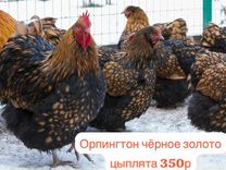 Орпингтон чёрное золото цыплята