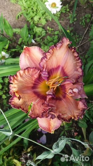 Лилейники сортовые