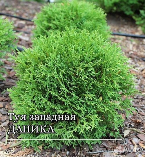 Туя даника