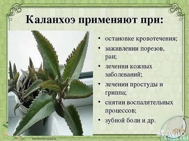 Отростки каланхоэ лечебного