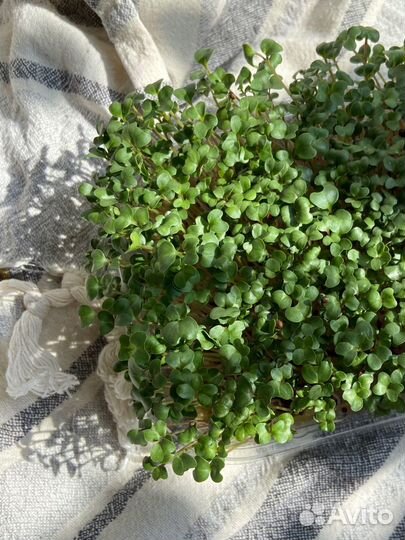 Микрозелень брокколи