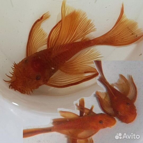 Вуалевый Супер Ред Анциструс сом Стрекоза