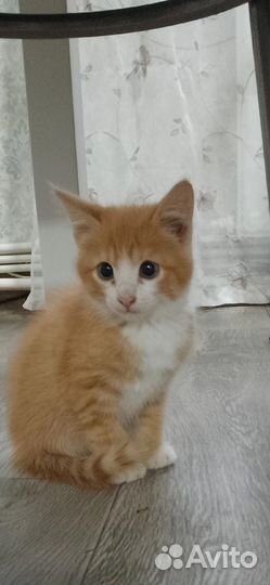 Самые красивые Котята в добрые руки