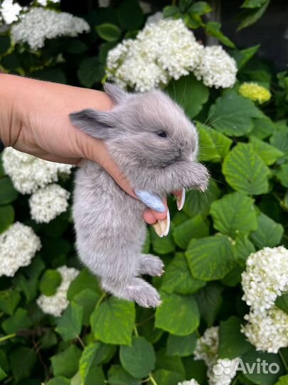Декоративные кролики