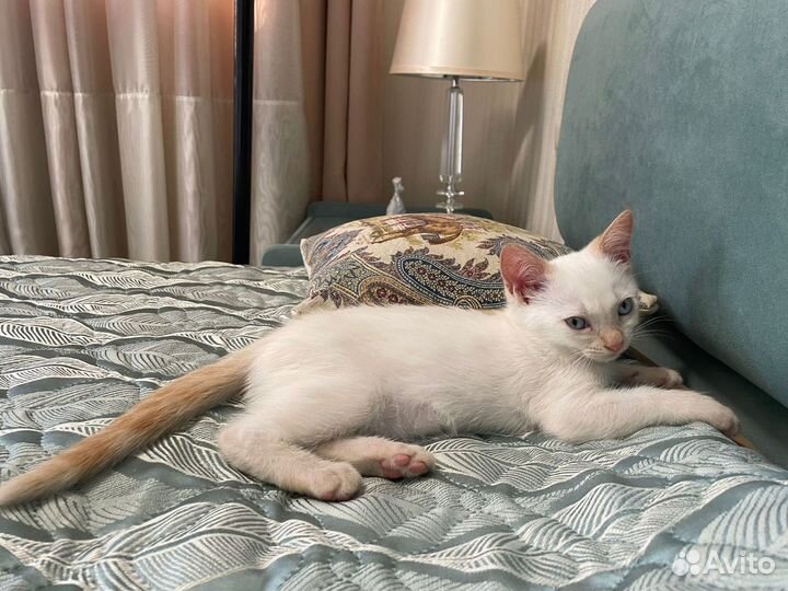 Кошка в дар