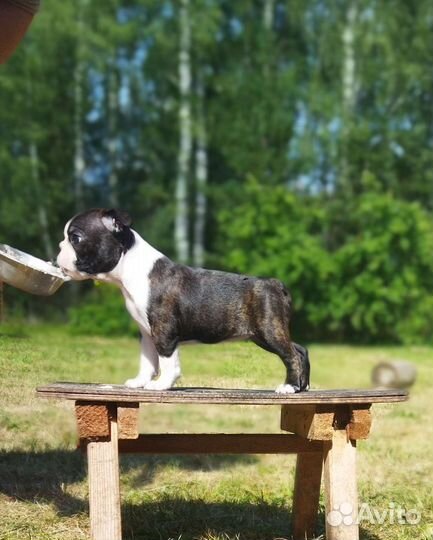 Щенки бостон терьер