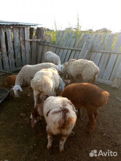Овцы баран