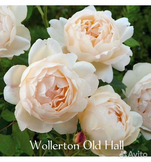 Розы Davidа Austin саженцы