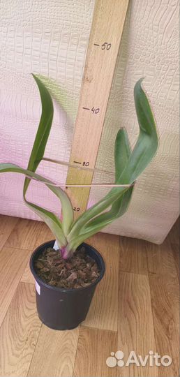 Орхидея Пафиопедилумы