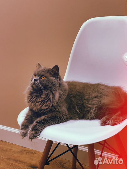 Отдам в добрые руки кошку