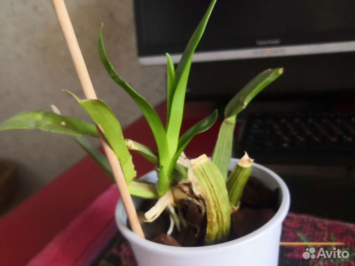 Онцидиум Seet Sugar