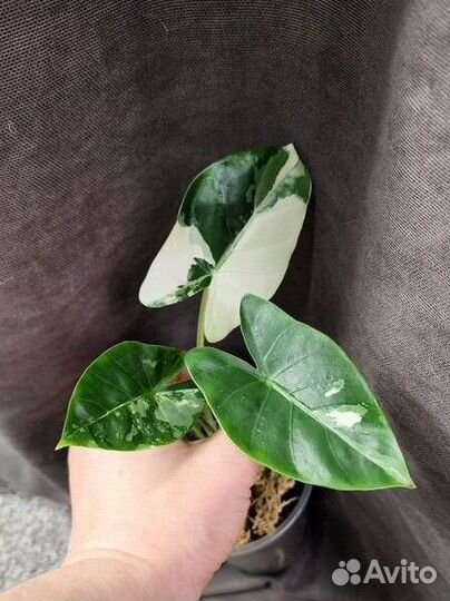 Алоказия макрориза вариегатная