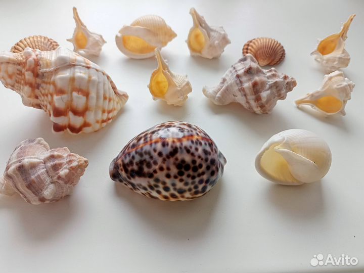 Ракушки