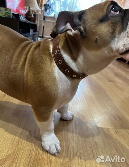 Ошейник из натуральной кожи