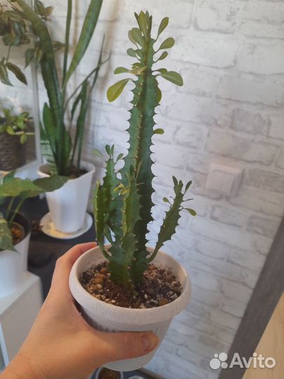 Молочай треугольный (Эуфорбия Тригона)