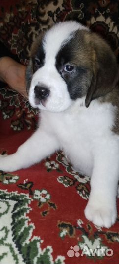 Продам щенка сенбернара