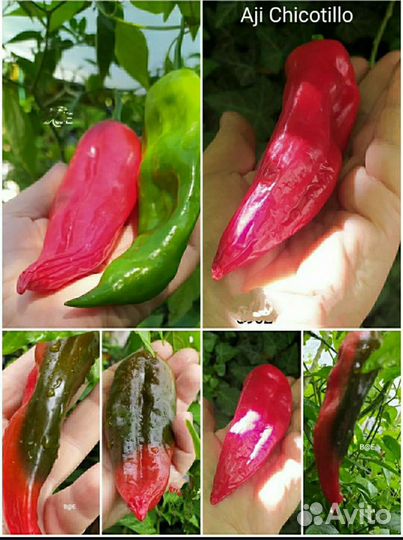 Сладко-Острый перец ягодный, ароматный