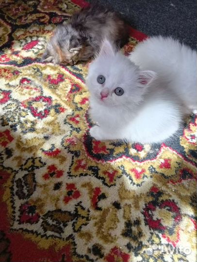 Кошка в дар