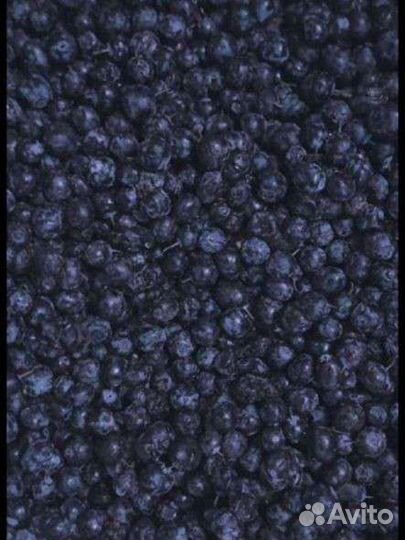 Черника, брусника, клюква, жимолость, вишня, ягода