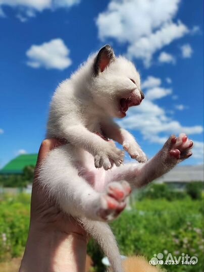 Котята в хорошие руки