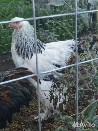 Петух брама