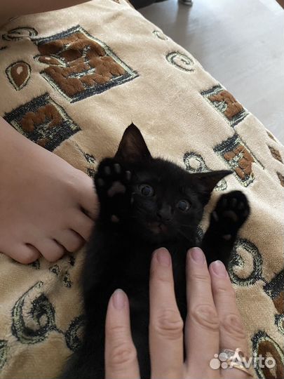 Котята бесплатно