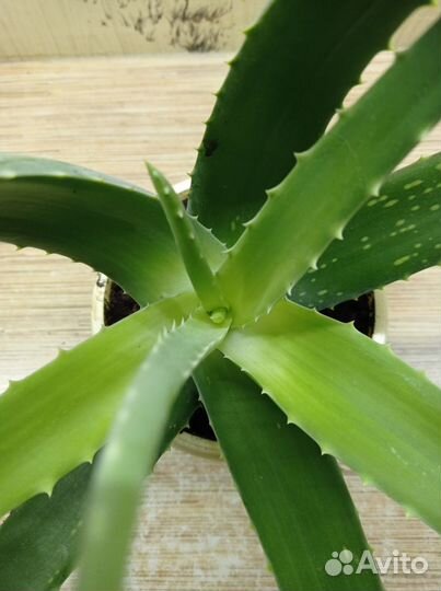 Алоэ лечебное