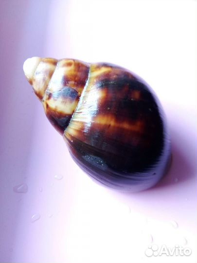 Архахатины