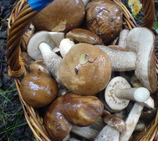 Участок 13,6 сот. (ИЖС)