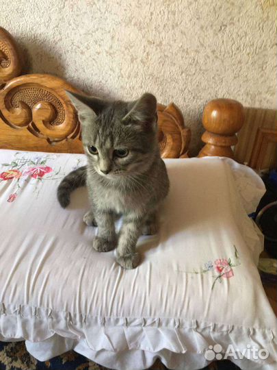 Кошки котята ищут дом