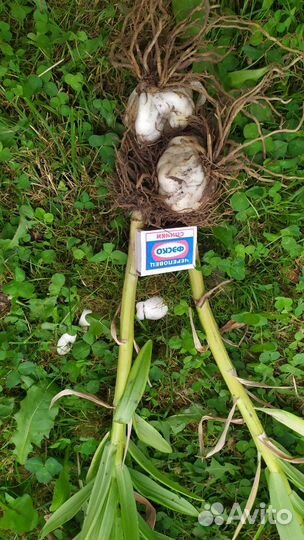 Лилии луковицы