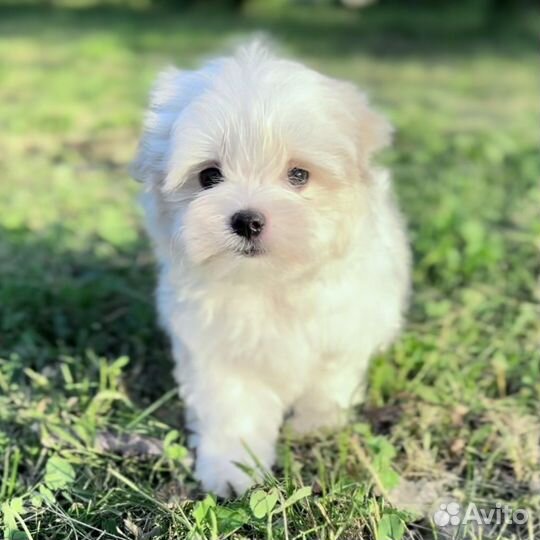 Щенки мальтезе