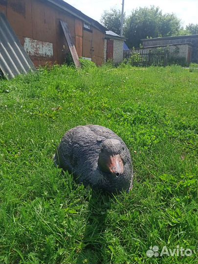 Чучела гусиные